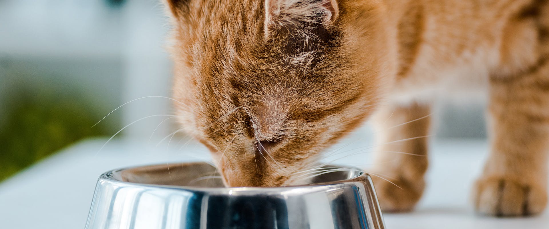 Can i feed top my cat oatmeal